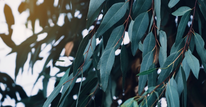 Counselling (in-person)